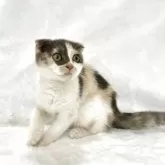 スコティッシュフォールド(折れ耳)【兵庫県・女の子・2025年9月4日・キャリコ】の写真4