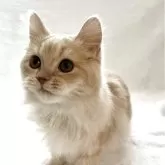 スコティッシュフォールド(立ち耳)【兵庫県・男の子・2025年7月10日・クリームタビー】の写真4