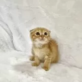 スコティッシュフォールド(折れ耳)【兵庫県・男の子・2025年9月11日・レッドタビー】の写真4