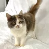 スコティッシュフォールド(立ち耳)【兵庫県・女の子・2025年6月17日・ダイリユートキャリコ】の写真5