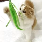 スコティッシュフォールド(折れ耳)【兵庫県・男の子・2025年4月17日・レッドタビー&ホワイト】の写真5