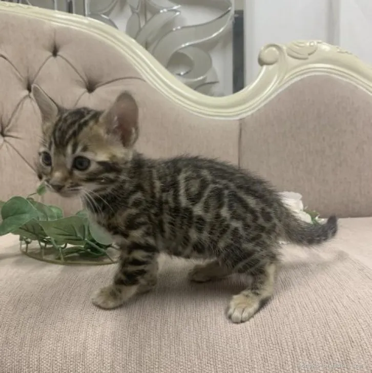 ID:2311-01058の子猫