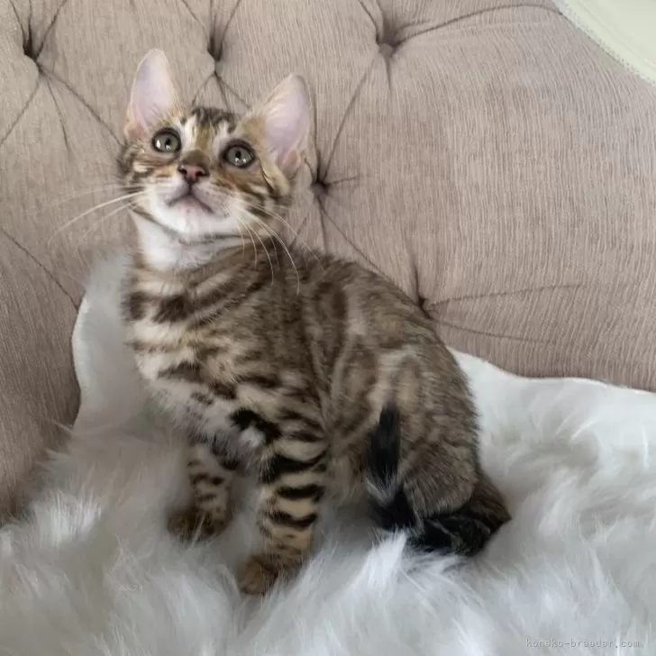 ID：2404-01280の子猫