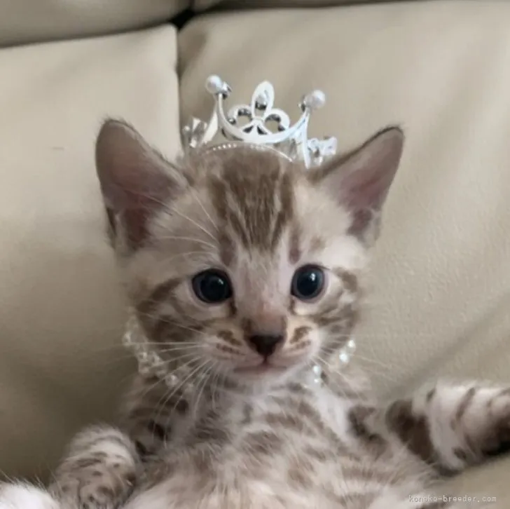 ID:2303-02791の子猫