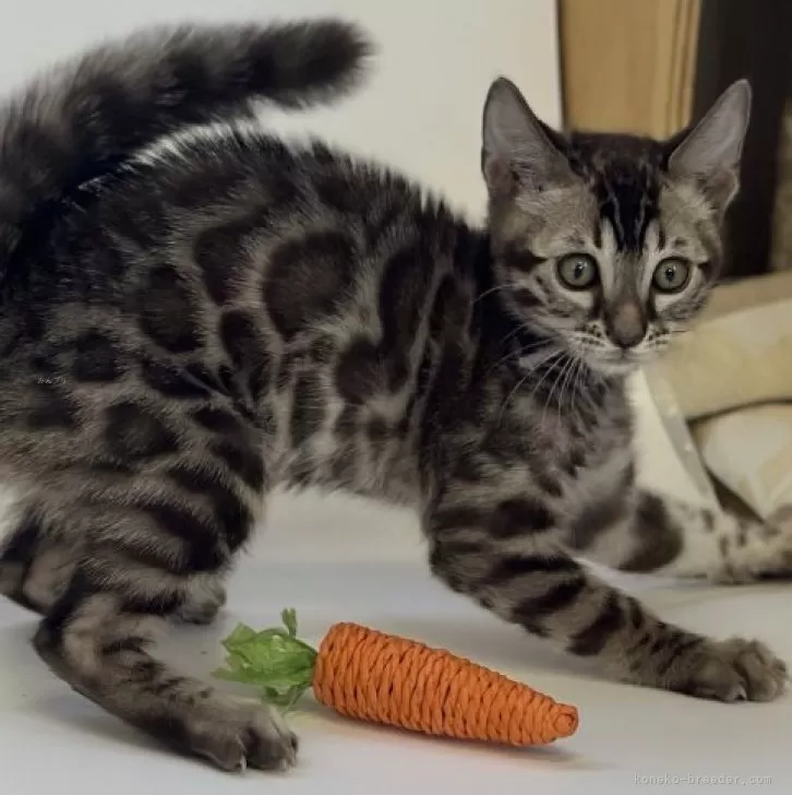 ID：2311-01055の子猫