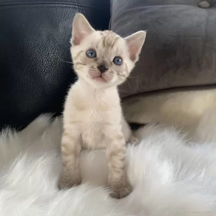 ID:2404-01683の子猫