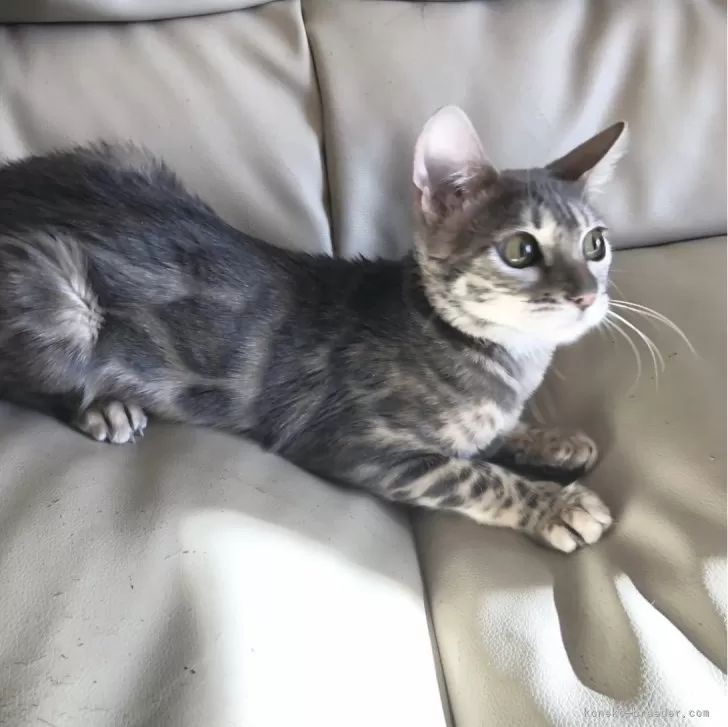 ID：2307-01698の子猫