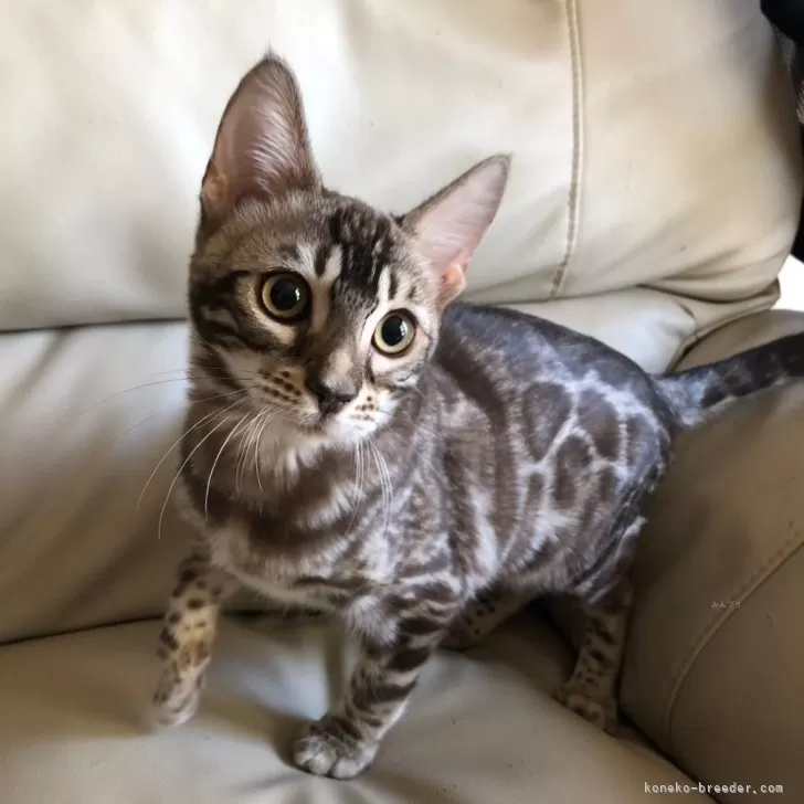 ID：2311-01050の子猫