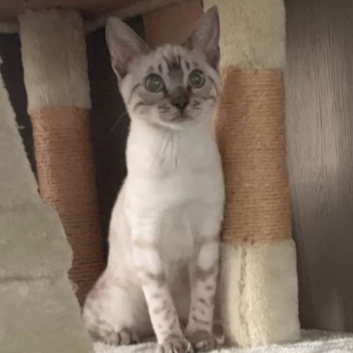 ID：2311-00585の子猫