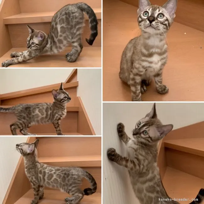 ID:2105-01449の子猫