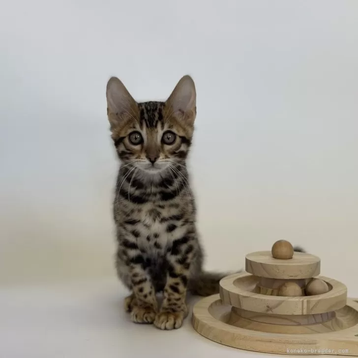 ID:2311-01060の子猫