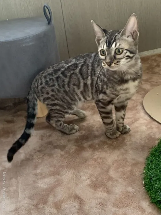 ID：2112-00655の子猫