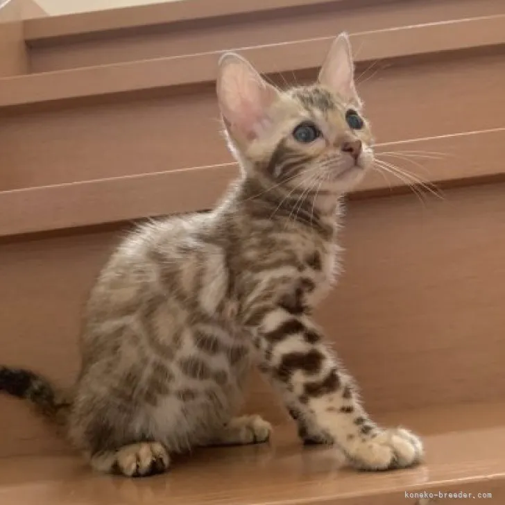 ID：2304-02142の子猫