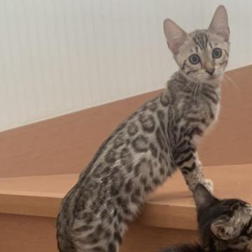 ベンガル【群馬県・女の子・2022年9月13日・スノーミンク又はセピア ブルーキャリア】の写真「SALE！模様が豹のよう🐆」