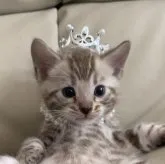 ベンガル【群馬県・男の子・2023年3月4日・スノーミンク】の写真1