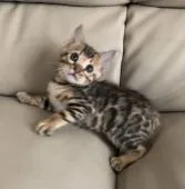 ベンガル【群馬県・男の子・2020年12月24日・ブラウンスポテッドタビー(ロゼット)】の写真5