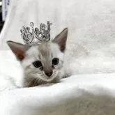 ベンガル【群馬県・男の子・2025年10月28日・スノーリンクス(カシミアキャリア)】の写真11