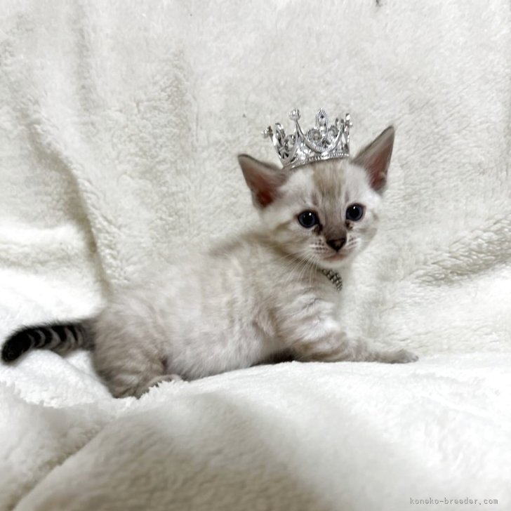 ブリーダー画像