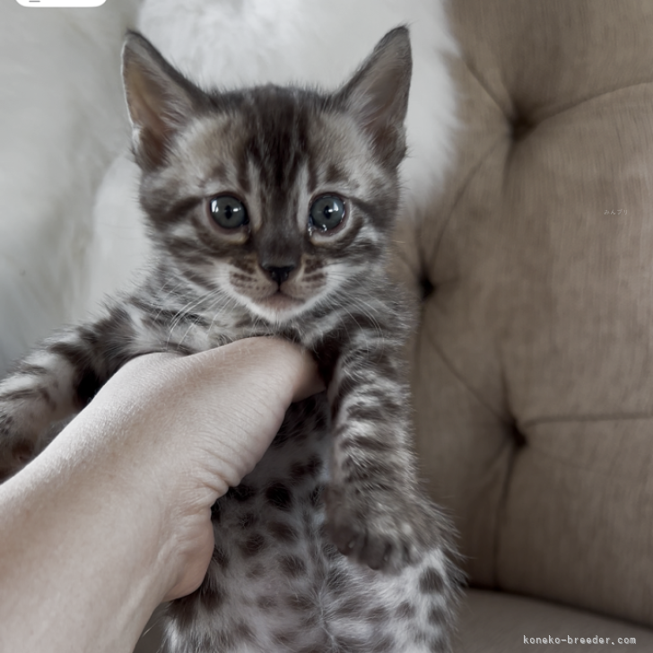 ブリーダー画像