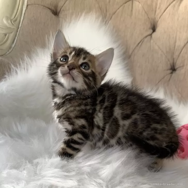 ID：2412-02185の子猫