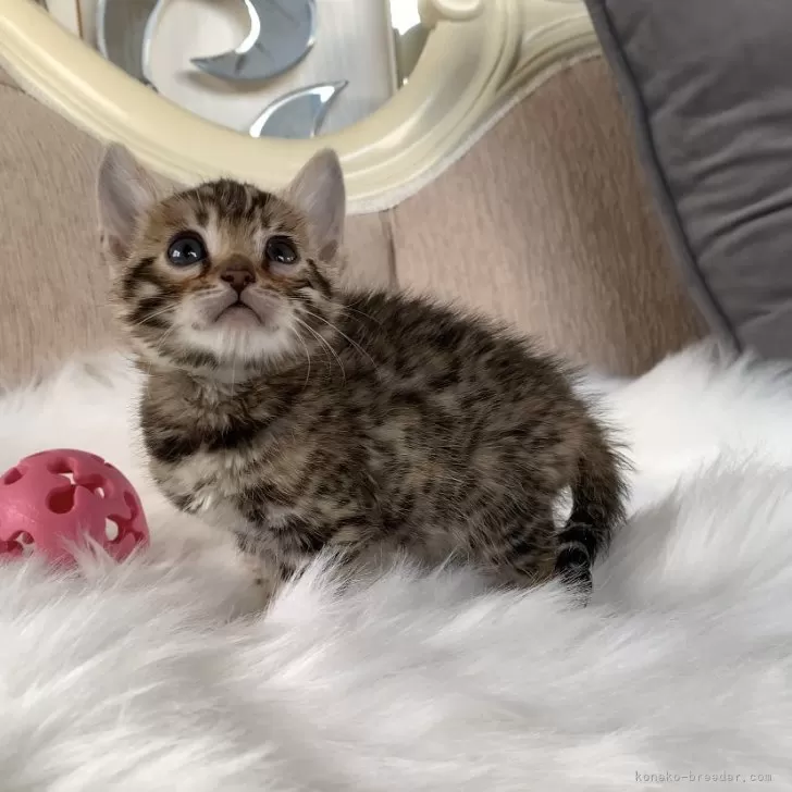 ID：2412-02184の子猫