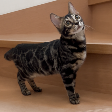 ベンガル【群馬県・男の子・2025年5月24日・ブラウンチャコールスポテッドタビー（ブラウンチャコール）】の写真「小さいお顔に大きなお目々。女の子の様な顔立ち🩷」