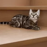 ベンガル