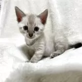 ベンガル【群馬県・男の子・2025年10月28日・スノーリンクス(カシミアキャリア)】の写真2