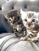 ベンガル【群馬県・男の子・2025年5月24日・シールセピア】の写真4