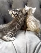 ベンガル【群馬県・男の子・2025年5月24日・シールセピア】の写真6