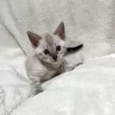 ベンガル【群馬県・男の子・2025年10月28日・スノーリンクス(カシミアキャリア)】の写真7