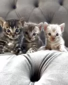 ベンガル【群馬県・男の子・2025年5月24日・シールセピア】の写真8