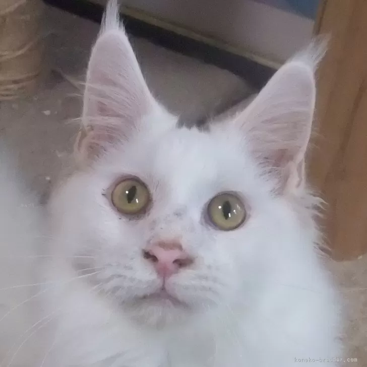 LYT 様のお迎えした子猫