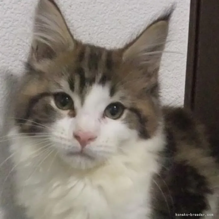 なおりーさんだよ 様のお迎えした子猫