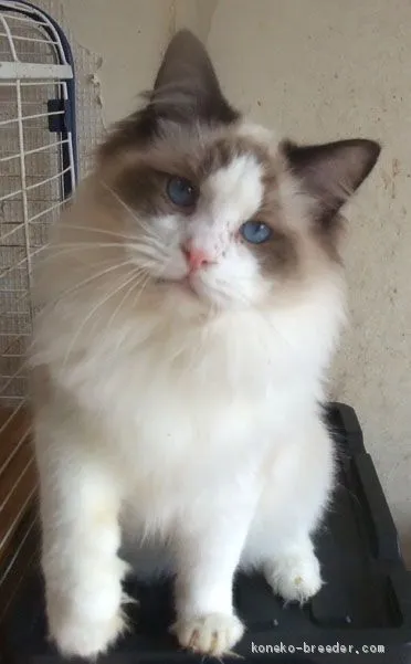 yasuyasube 様のお迎えした子猫