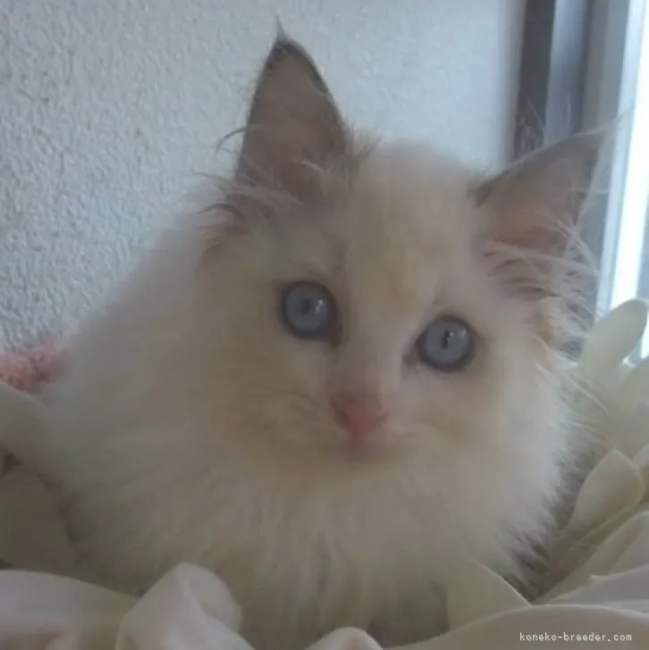 ID:2312-01459の子猫