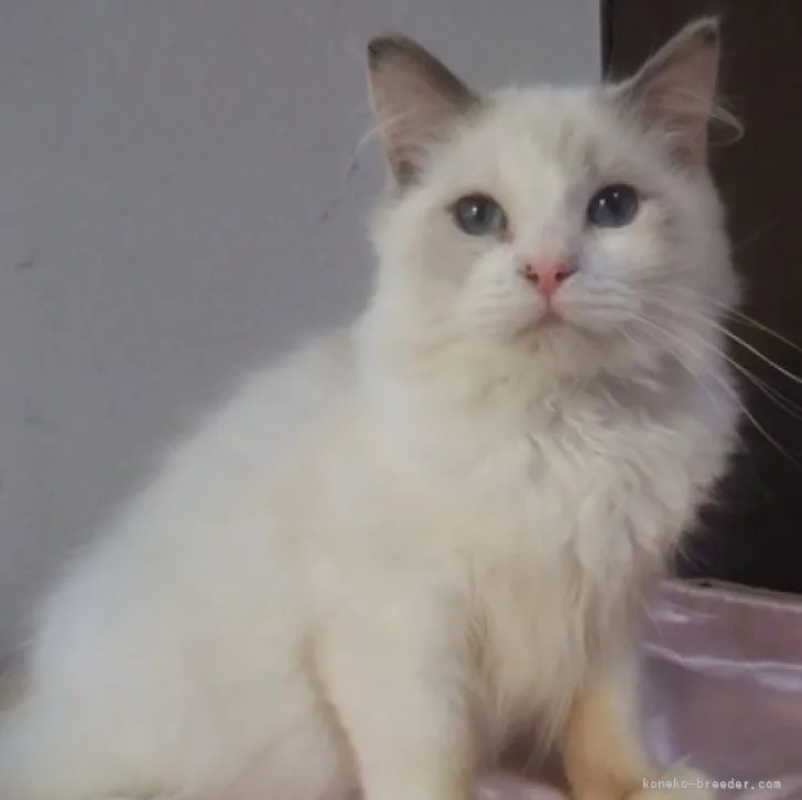 ID：2304-00400の子猫
