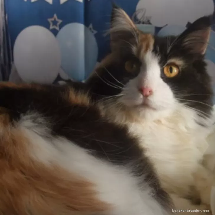 ID：2309-00240の子猫