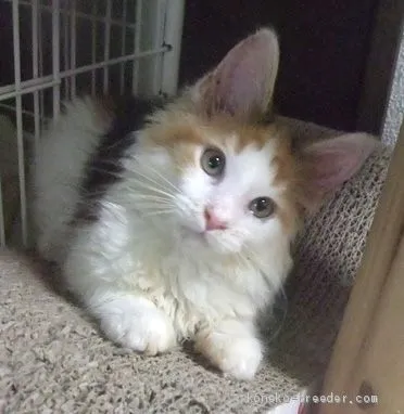 ID:2007-01795の子猫