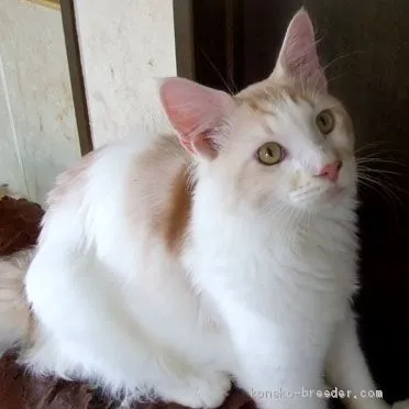 ID:1909-00002の子猫