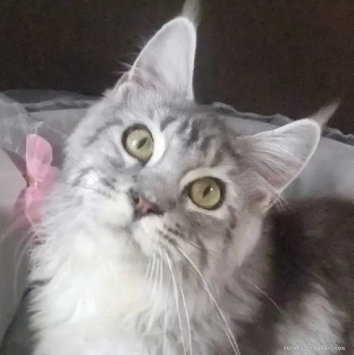 ID:2401-00070の子猫