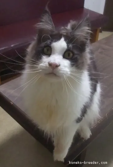 ID：2202-01372の子猫