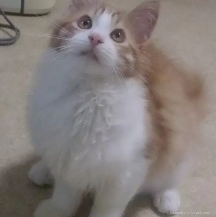 ID：2311-02810の子猫
