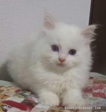 トモ 様のお迎えした子猫