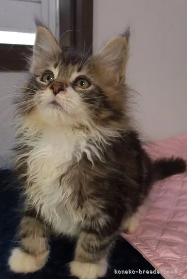 ID：2204-02447の子猫