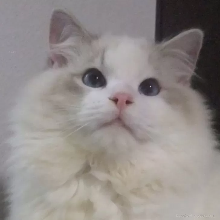 ID:2310-01050の子猫