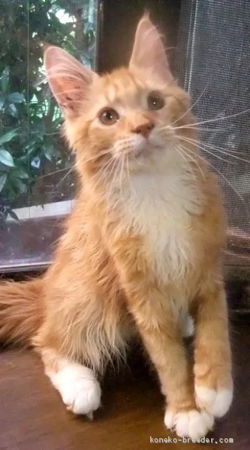 N.S 様のお迎えした子猫