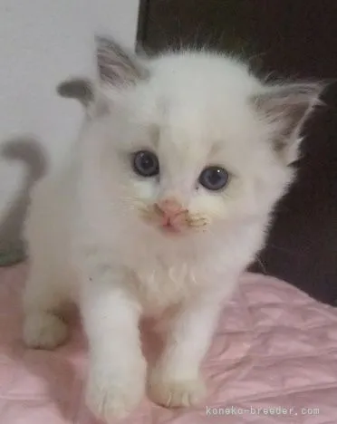 ID：2107-01965の子猫