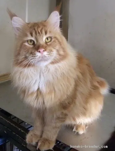 ID：1912-01143の子猫