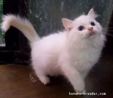 こえさ 様のお迎えした子猫